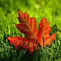 fall leaf on lawn 